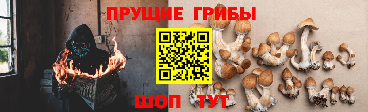 Псилоцибиновые грибы Psilocybe  Вход с VPN  что такое   Галлюциногенные грибы Cubensis  Подольск 